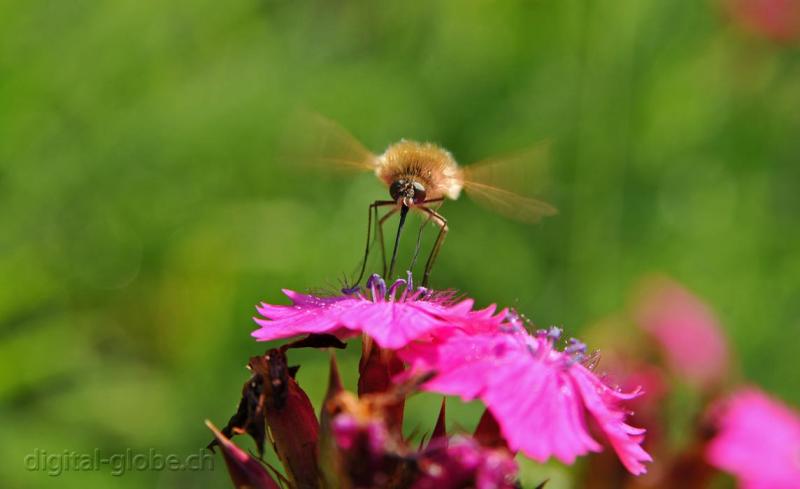 Insetti, fotografia, macro, Poschiavo, Svizzera, Natura