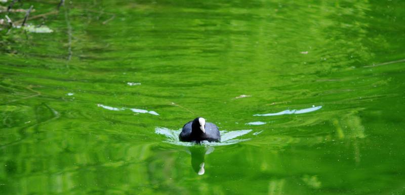 Aare, Berna, Svizzera, fiume, fotografia naturalistica