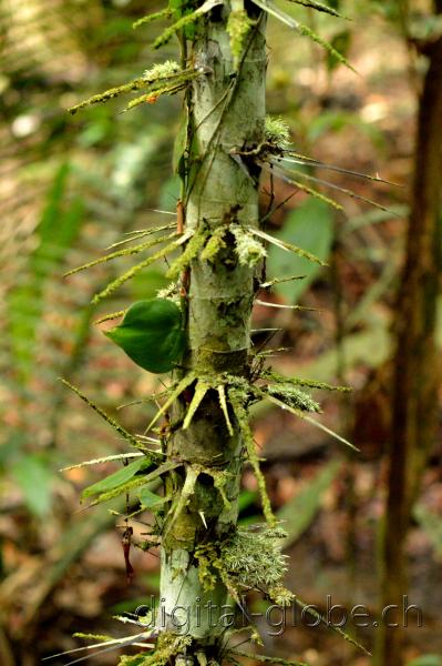 Brasile Amazzonia, fotografia, natura