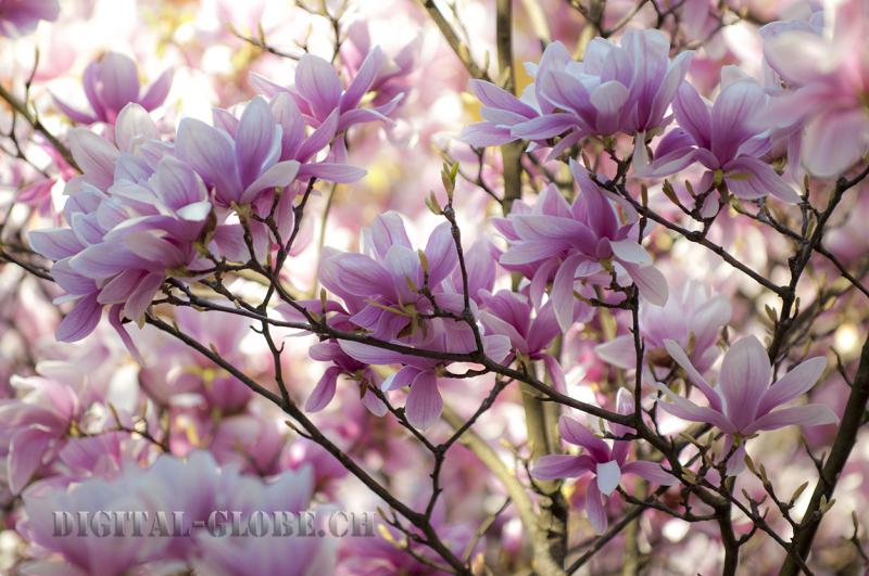 Primavera, magnolia, Locarno, fotografia, natura, Lago Maggiore