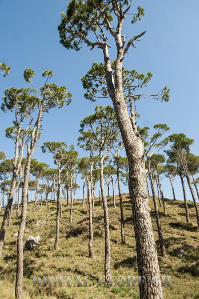 Albero, Beit Al Dine, regione, fotografia, Libano