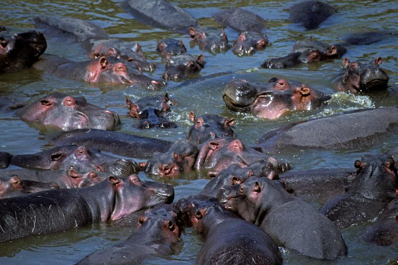 Hippopotamuses Maasai Mara