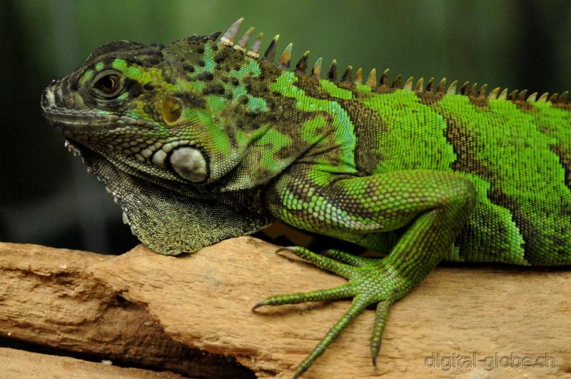 Monte Verde, Costa Rica, Centro America, fotografia naturalisitica