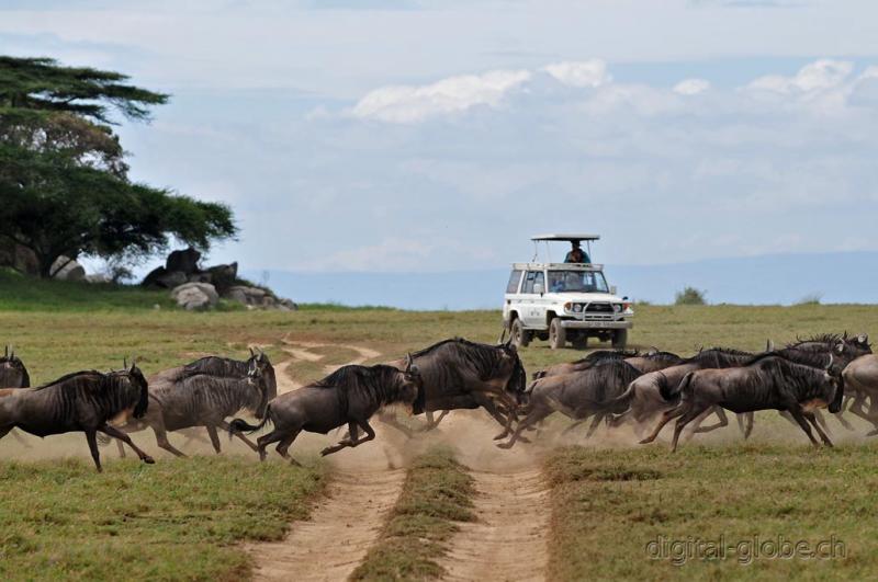 Gnù, Serengeti