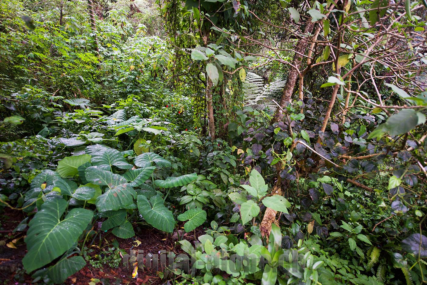 Ifugao Province, Filippine, Rice Terraces, Bangaan, Batad, Banaue