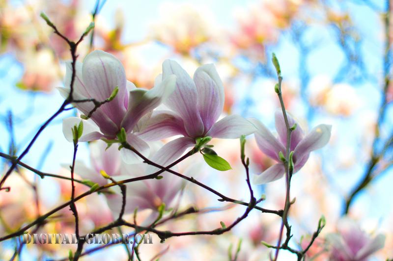 Magnolia, primavera, Minusio, Lago Maggiore, fotografia, natura