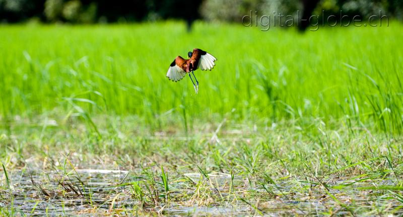 Brasile Amazzonia, fotografia, natura