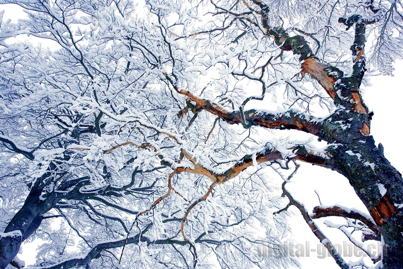 Inverno, neve, Ticino, Svizzera, fotografia, Gambarogno
