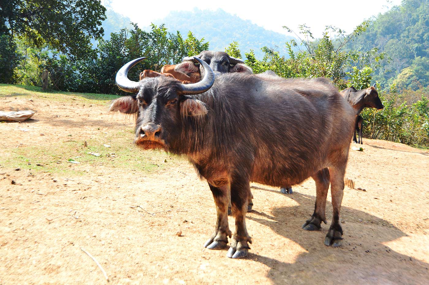 Laos, Indocina, fotografia, Luang Prabang, Vientiane, Vang Vieng