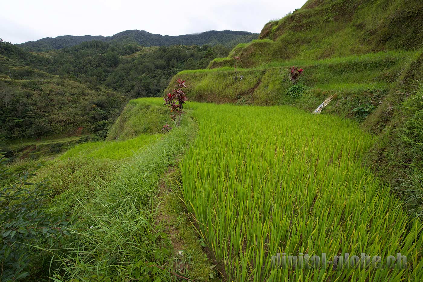 Ifugao Province, Filippine, Rice Terraces, Bangaan, Batad, Banaue