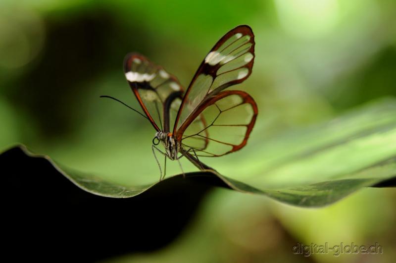 Monte Verde, Costa Rica, Centro America, fotografia naturalisitica