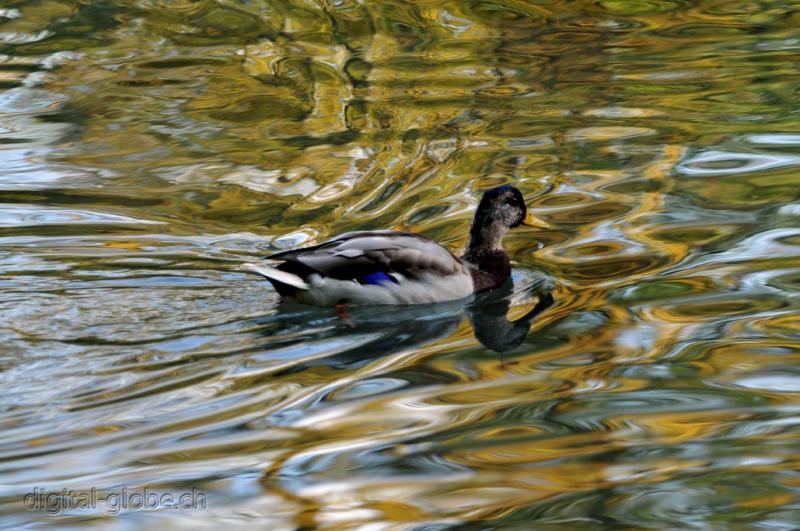 Aare, Berna, Svizzera, fiume, fotografia naturalistica