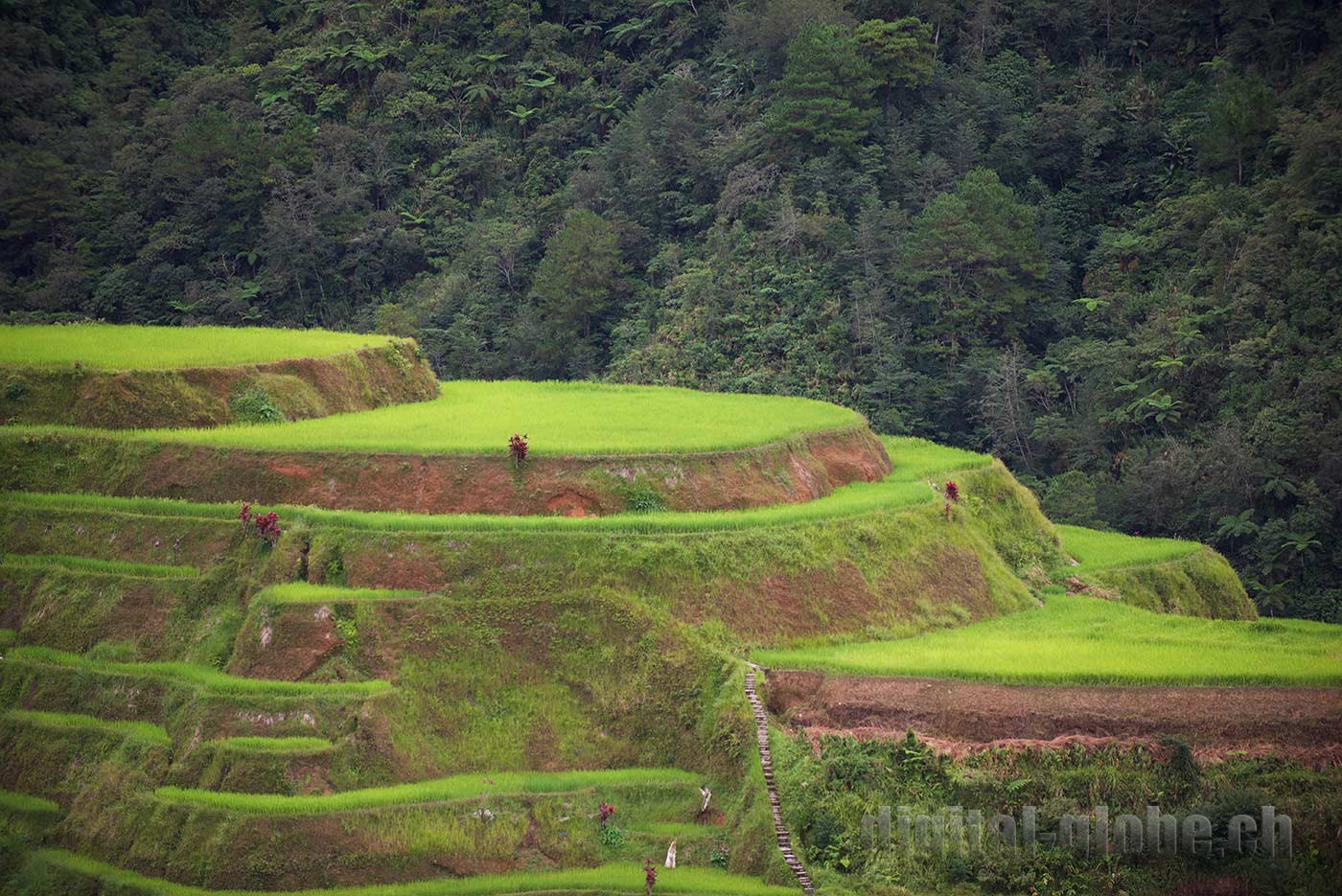 Ifugao Province, Filippine, Rice Terraces, Bangaan, Batad, Banaue