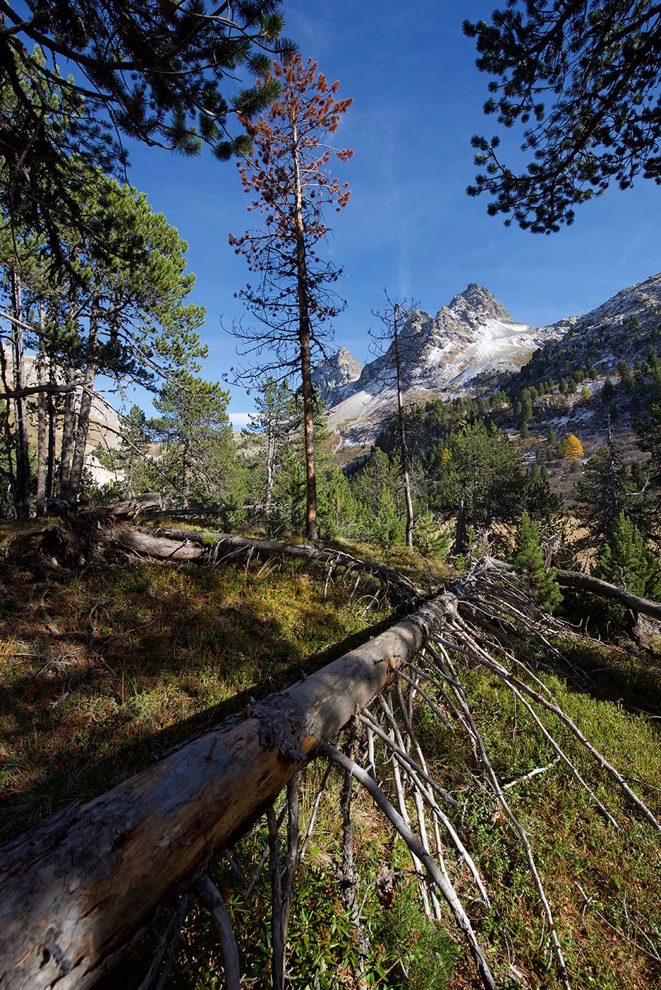 Albula, Grigioni, Svizzera, fotografia, natura