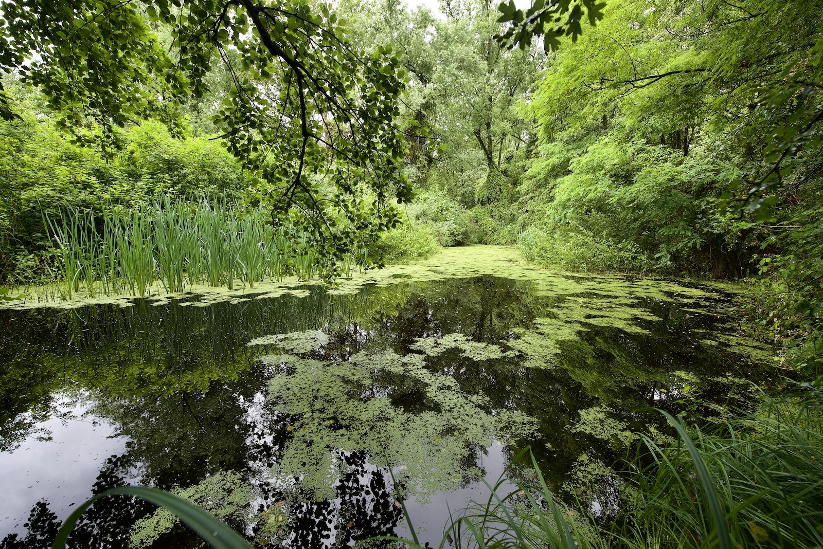 Ticino, fotografia, natura