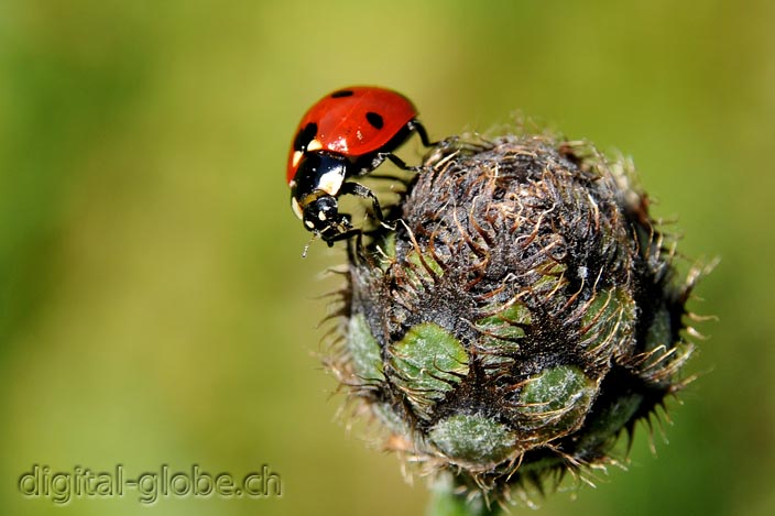 Mggiolino, fotografia, macro, Natura, Poschiavo, Svizzera