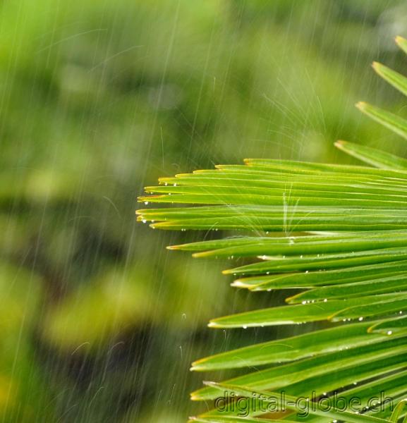 Pioggia, pamla, gocce, Ticino, fotografia naturalistica, natura