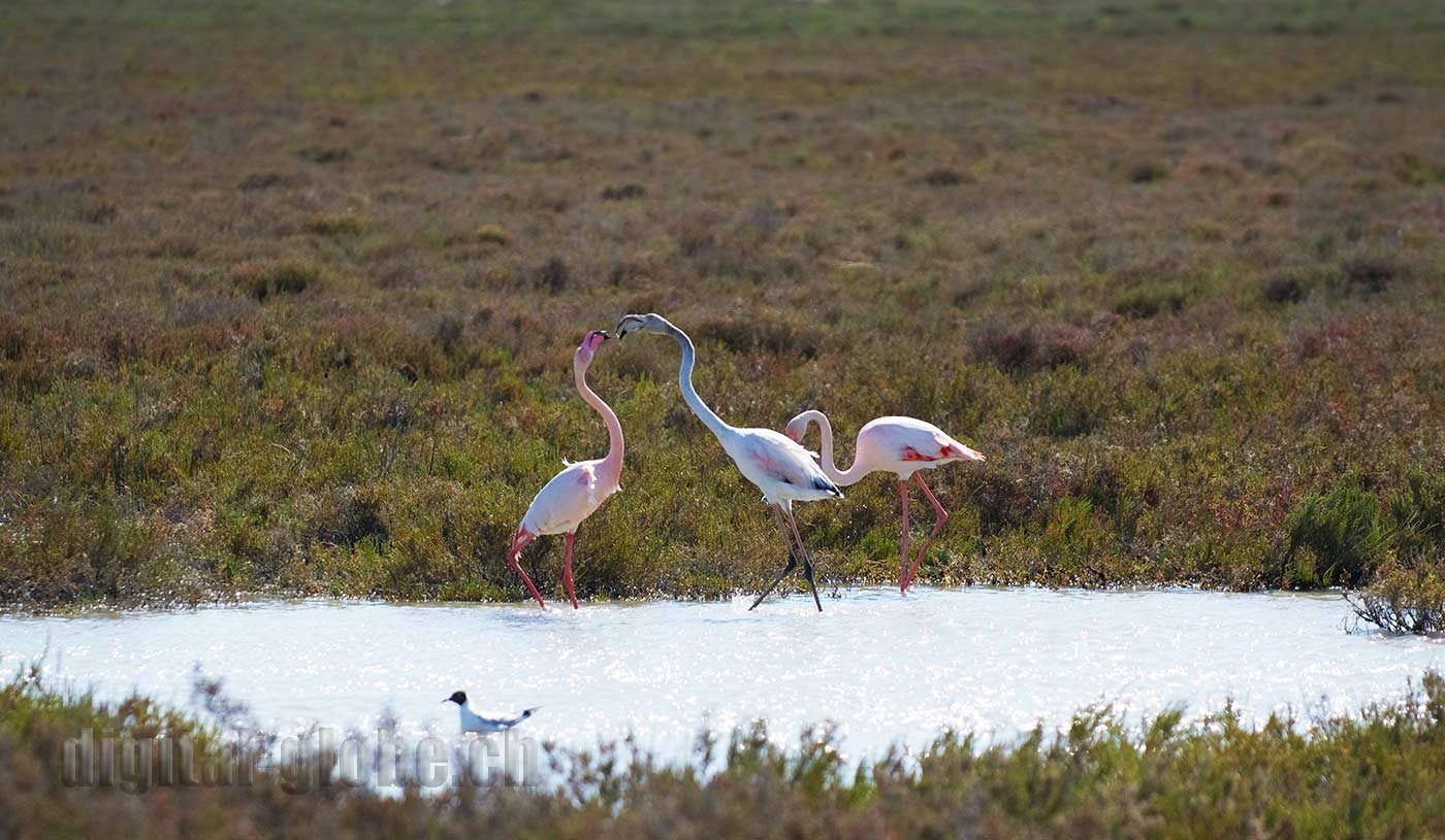 Francia, Camargue, fotografia, natura, fenicottero, cavallo, grandangolare