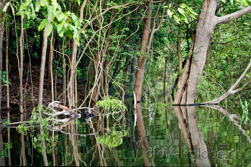 Brazil, Amazon, photography, nature, wildlife