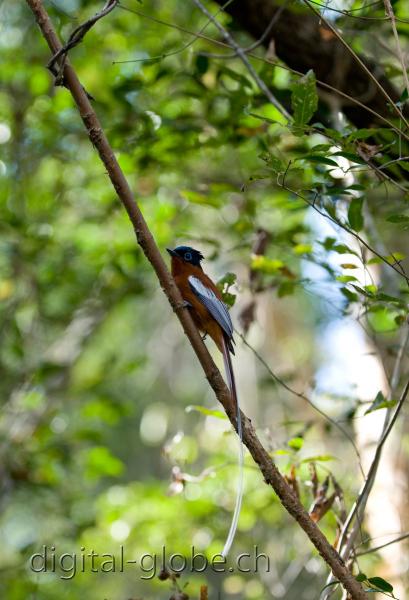 Uccello, paradiso, Kirindy, Madagascar, fotografia