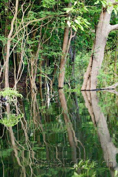 Brasile Amazzonia, fotografia, natura