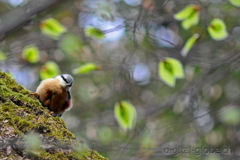 Aare, Berna, Svizzera, fiume, fotografia naturalistica