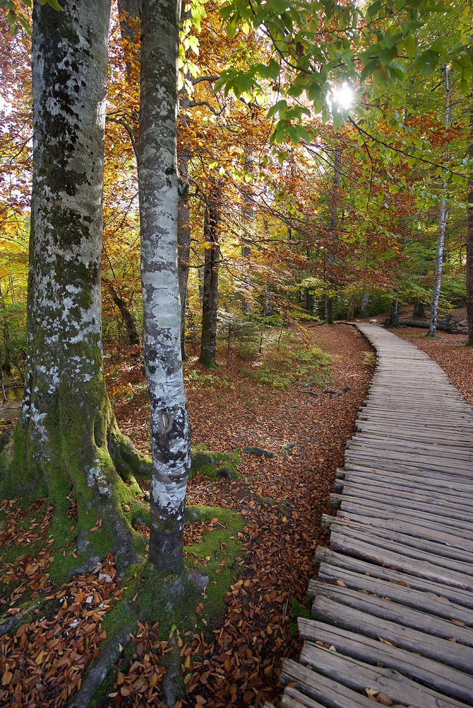 Plitvicka Jezera, Croazia, fotografia, natura, lago, bosco, foresta