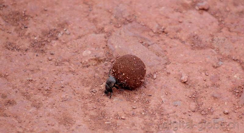 Insetto, Ngorongoro, Tanzania, fotografia, natura