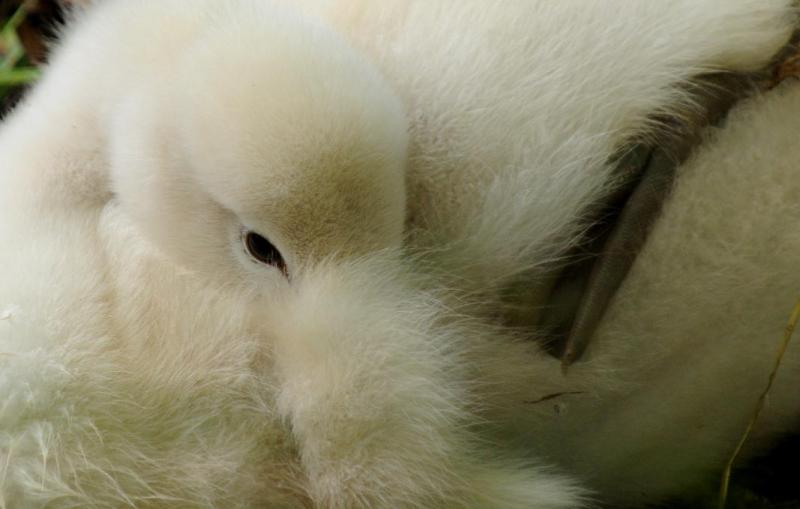 Cigno, cucciolo, Aare, Berna, Svizzera, fiume, fotografia naturalistica