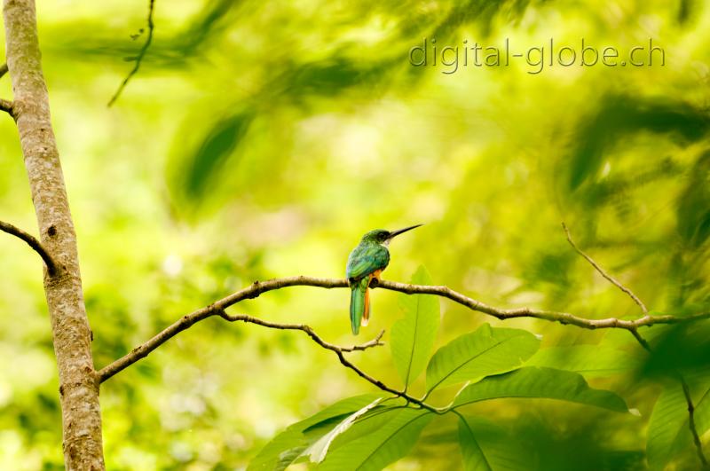 Pantanal, fotografia, natura