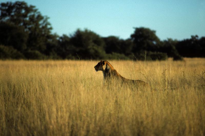 Leone, caccia, fotografia, natura, fauna, Zimbabwe