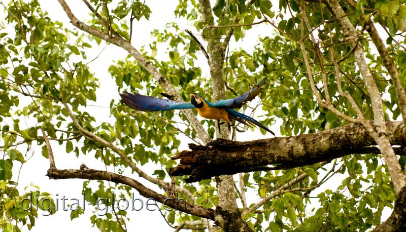 Pantanal, fotografia, natura