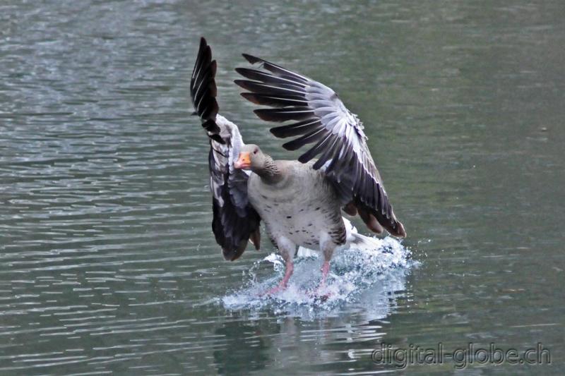 Aare, Berna, Svizzera, fiume, fotografia naturalistica