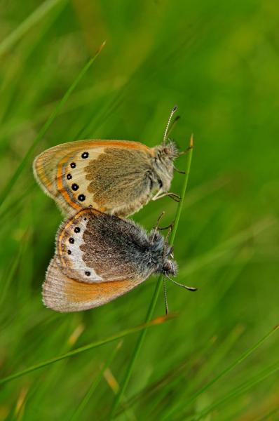 Farfalla, macro, fotografia, insetti, Poschiavo, Natura