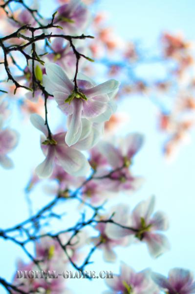 Magnolia, fiore, primavera, Minusio, Lago Maggiore, fotografia, natura