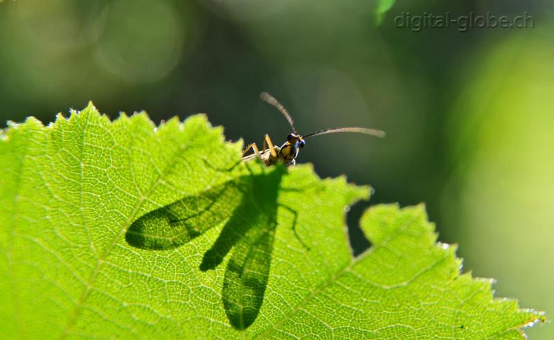 Insetti, Poschiavo,  Natura, fotografia