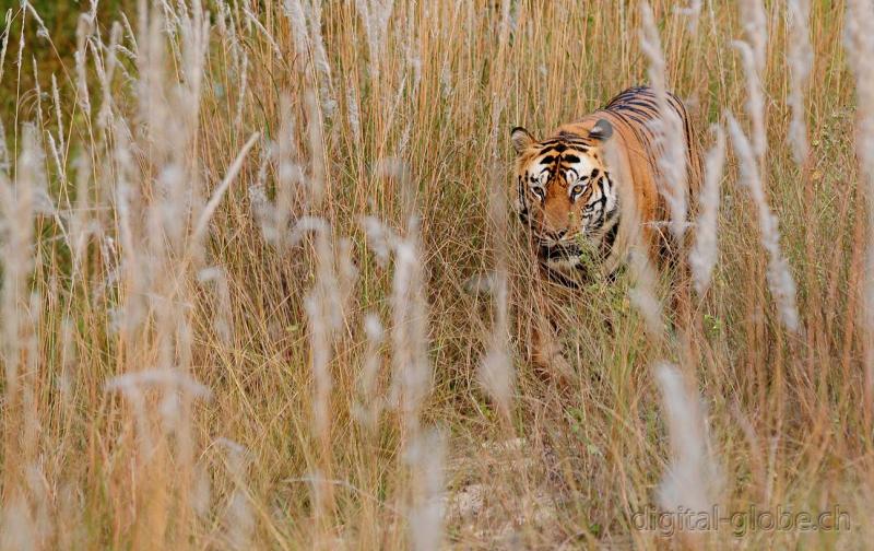 Bandhavgarh