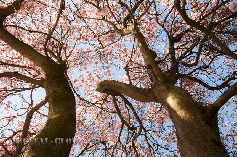 Albero, fiore, primavera, magnolia, Ticino, Locarno, fotografia, natura