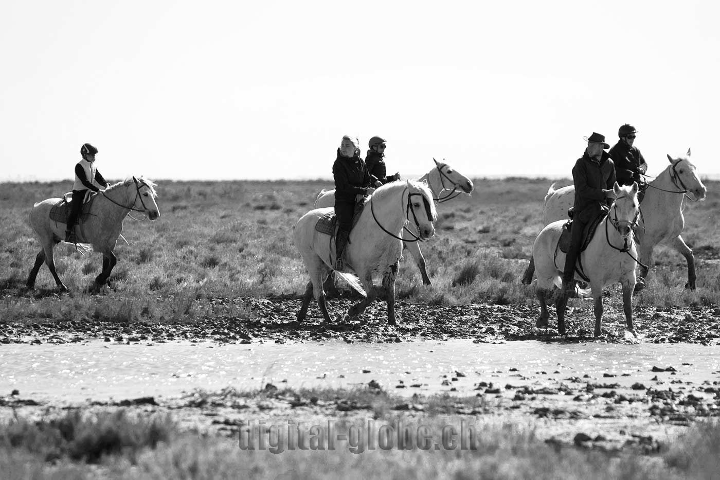 Francia, Camargue, fotografia, natura, fenicottero, cavallo, grandangolare