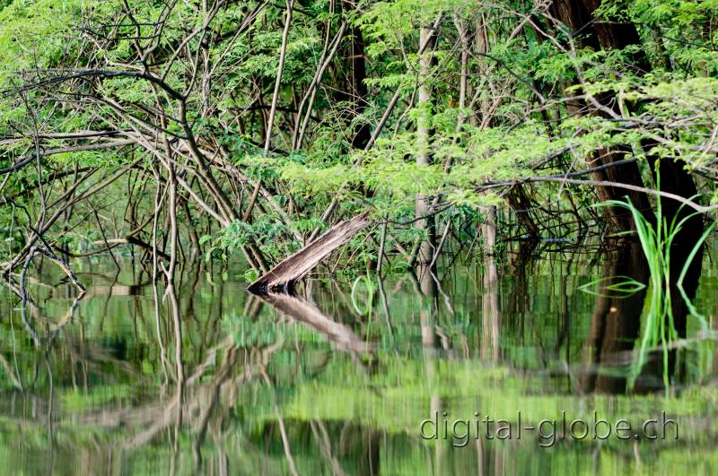 Brasile Amazzonia, fotografia, natura