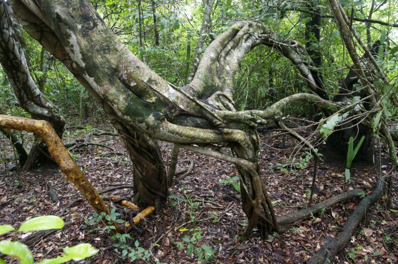 Brasile Amazzonia, fotografia, natura