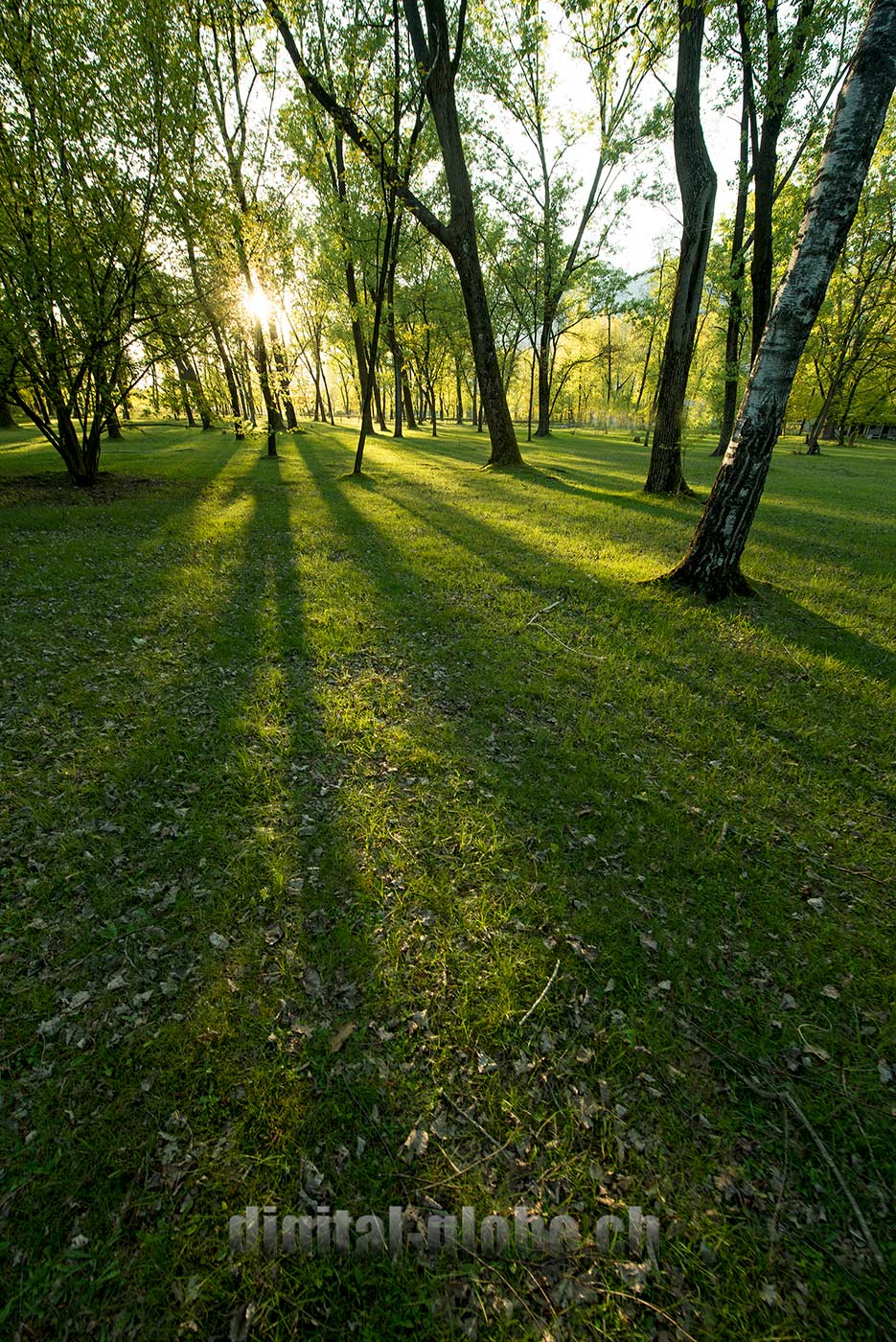 Ticino, fotografia, Bolle di Magadino, natura