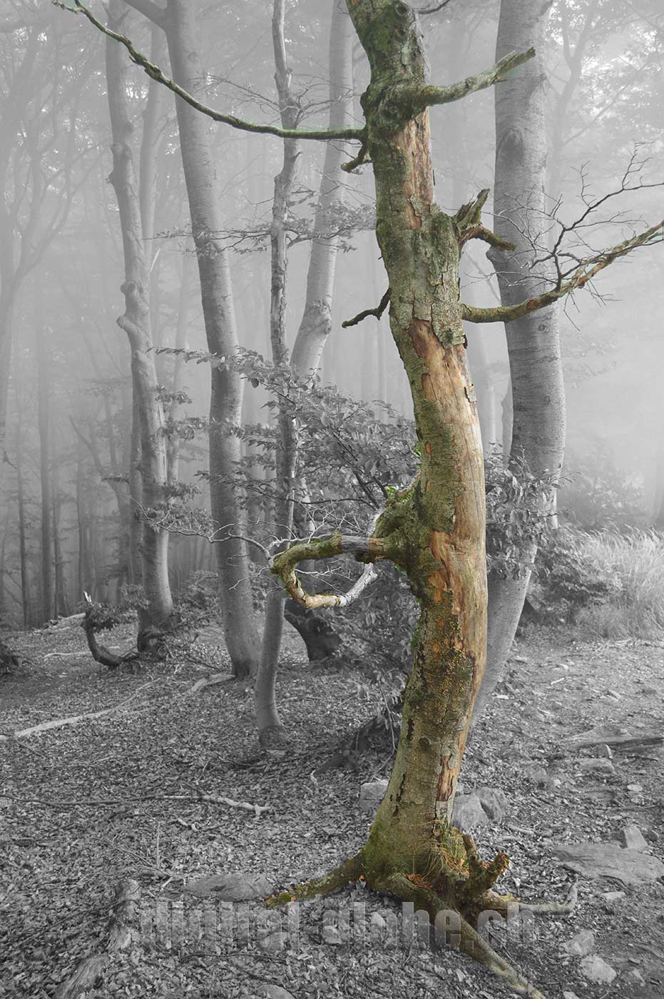 Ticino, fotografia, natura