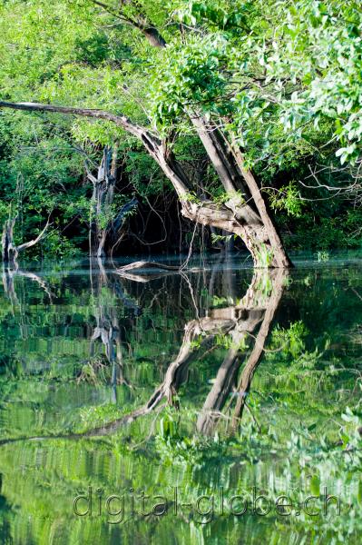 Brasile Amazzonia, fotografia, natura