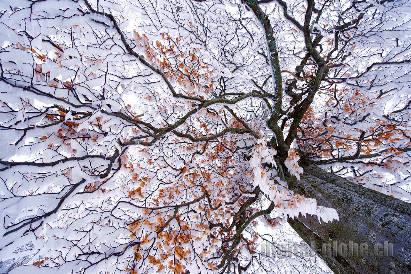 Inverno, neve, Ticino, Svizzera, fotografia, Gambarogno