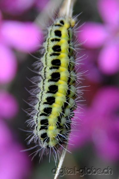 Bruco, fotografia, Natura, Poschiavo, Svizzera