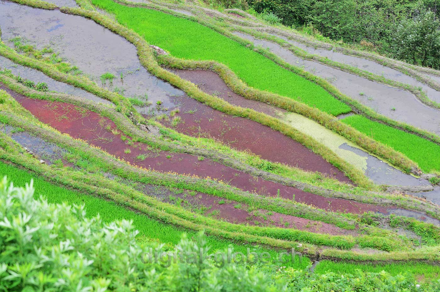 Yuanyang, Yunnan, risaie, fotografia