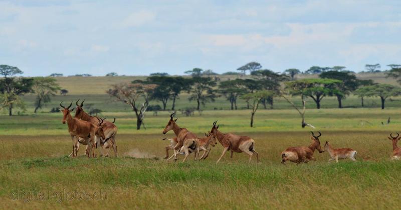 Serengeti