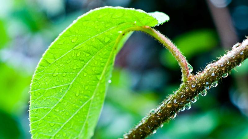 foglie, primavera, Minusio, 50mm Nikkor, fotografia, natura