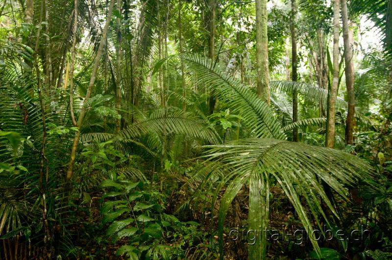 Brasile Amazzonia, fotografia, natura